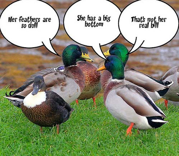 tackyducks