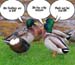 tackyducks