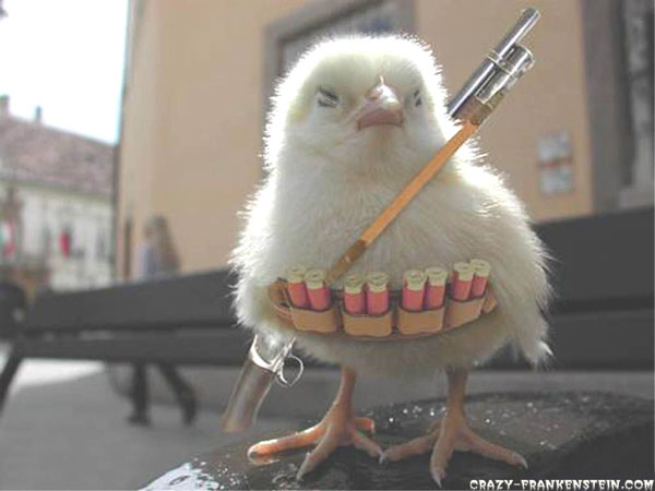 funny-wallpapers-chicken-war
